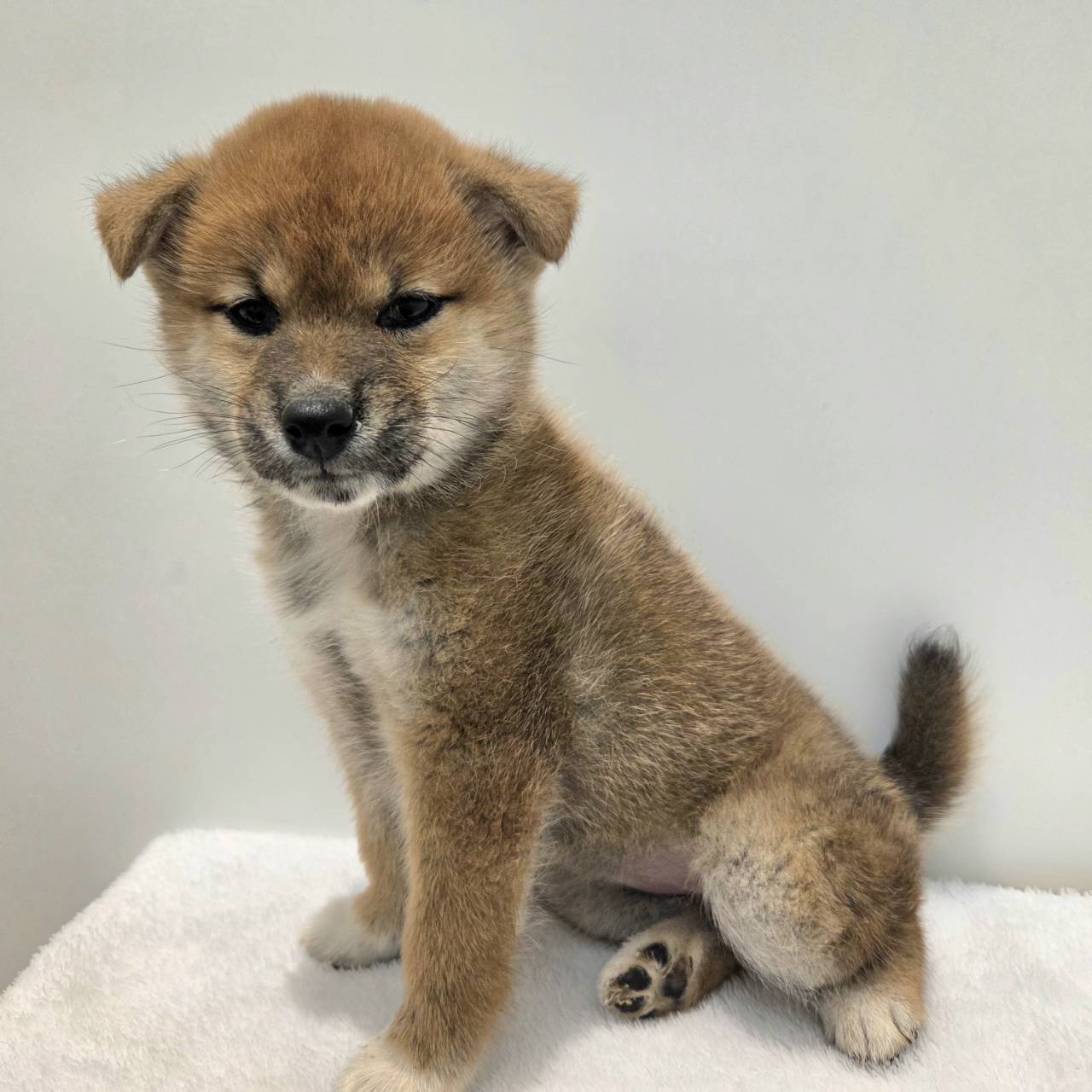 長野県の柴犬(標準サイズ) (犬の家＆猫の里カインズ梓川店/2025年12月30日生まれ/女の子/赤)の子犬の4枚目の画像