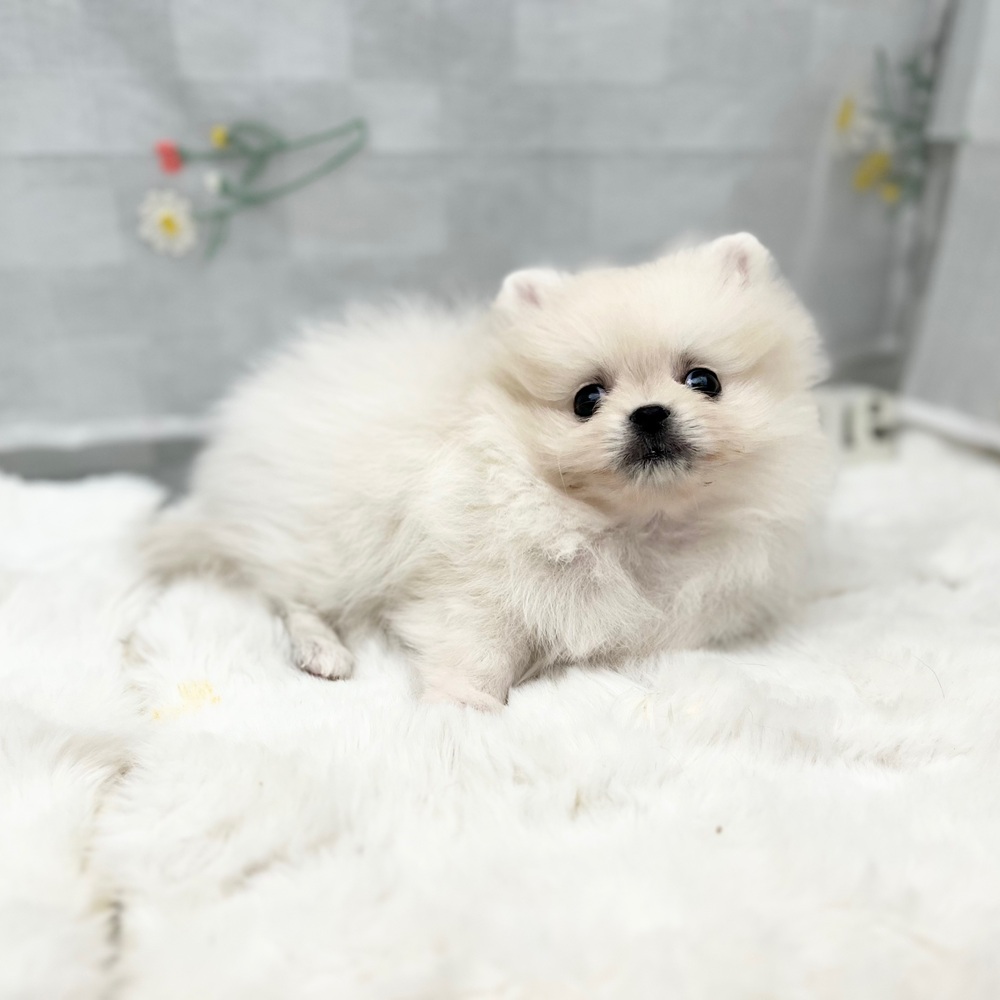 静岡県のポメラニアン (犬の家＆猫の里MEGAドン・キホーテ袋井店/2025年12月30日生まれ/男の子/クリーム)の子犬の4枚目の画像