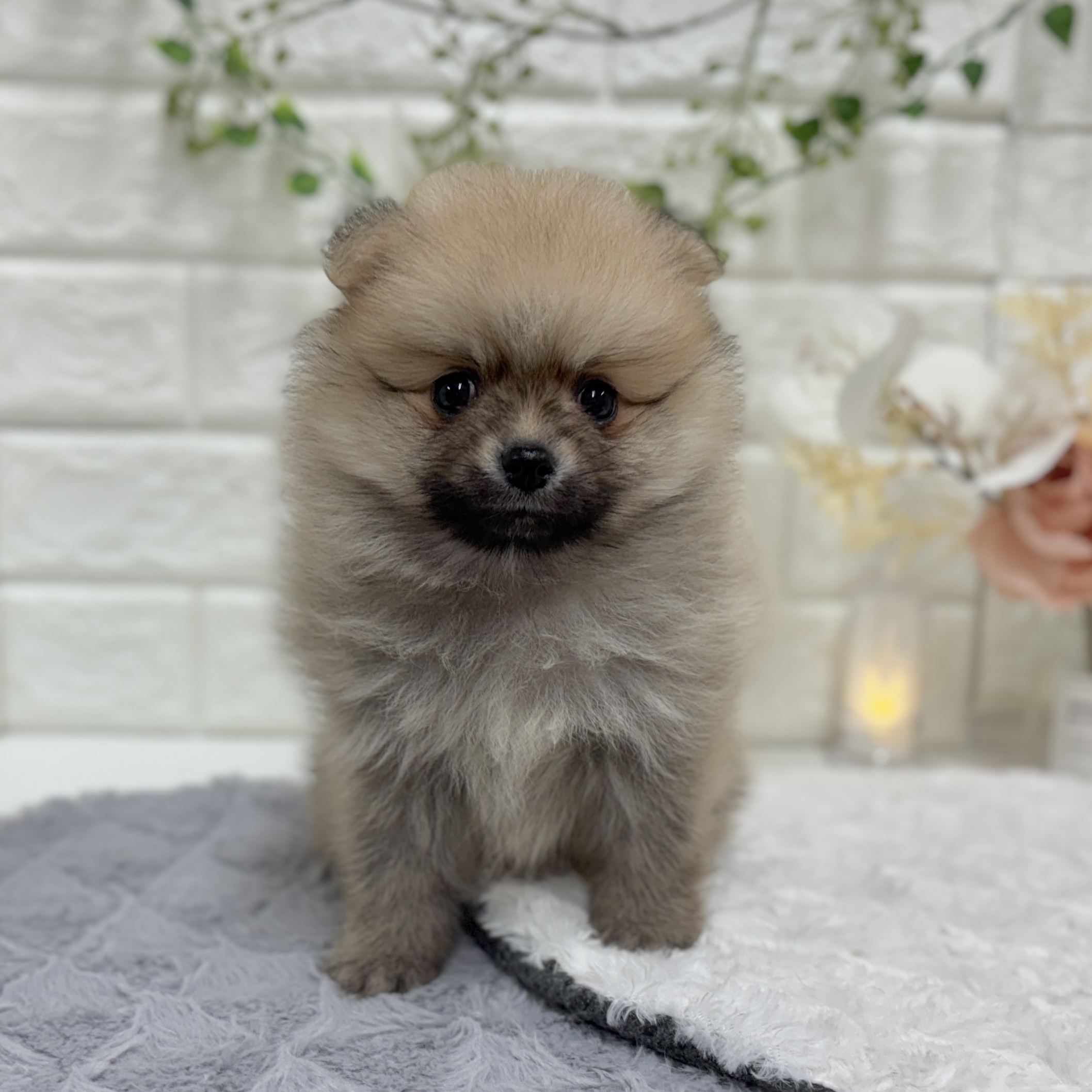 神奈川県のポメラニアン (犬の家＆猫の里相模原店/2025年12月30日生まれ/男の子/オレンジセーブル)の子犬の4枚目の画像