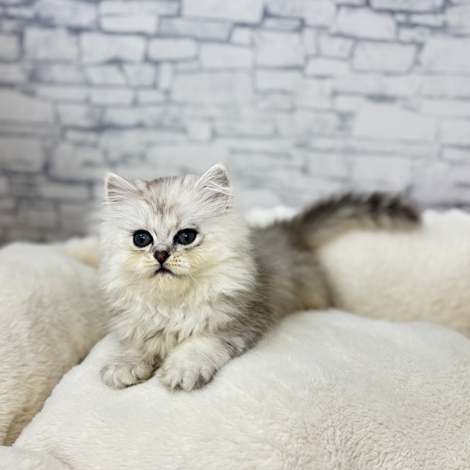 長野県のペルシャ (犬の家＆猫の里長野店/2025年12月28日生まれ/男の子/チンチラシルバー)の子猫の4枚目の画像