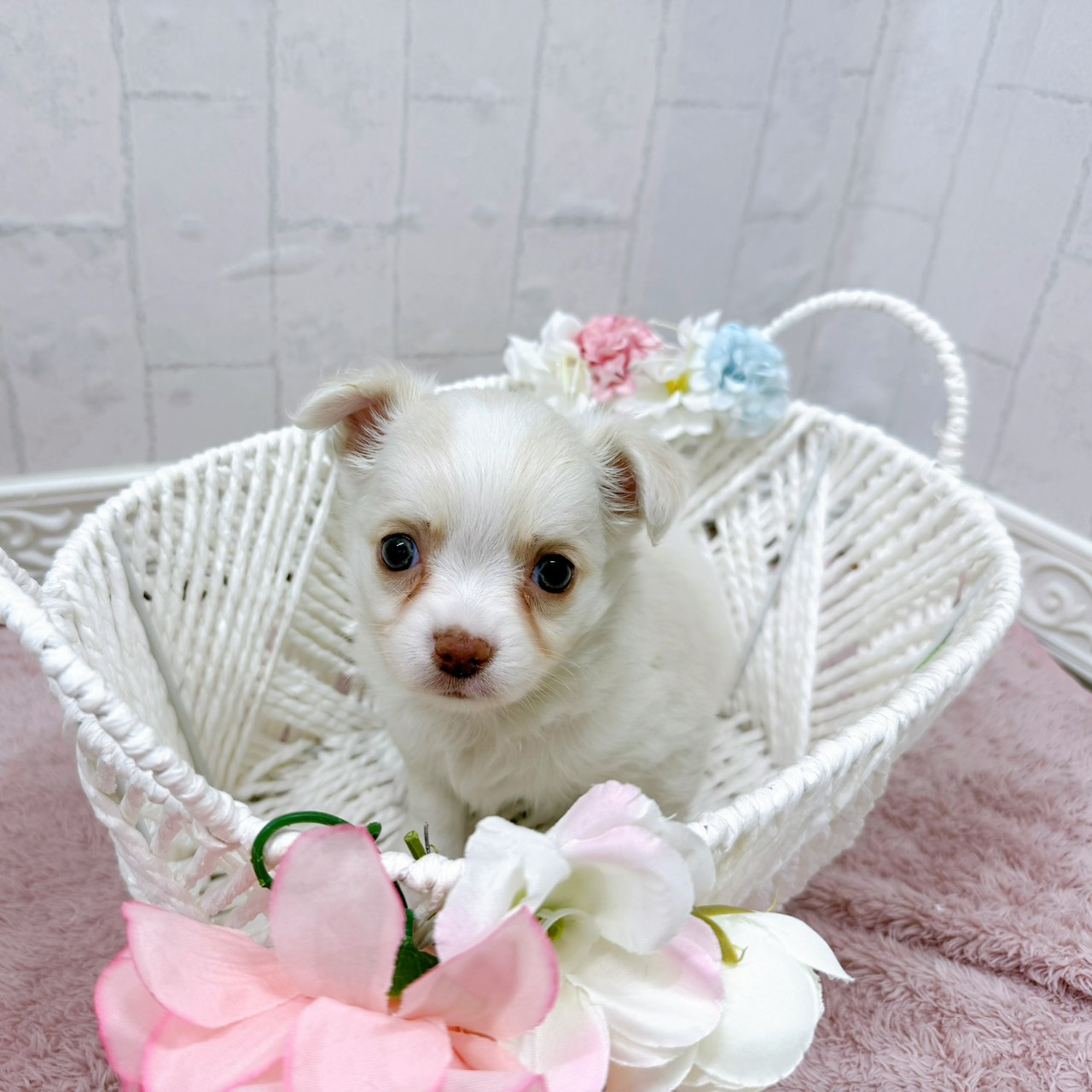 石川県のチワワ(ロング) (犬の家＆猫の里アミーゴ金沢有松店/2025年12月29日生まれ/女の子/クリームホワイト)の子犬の4枚目の画像