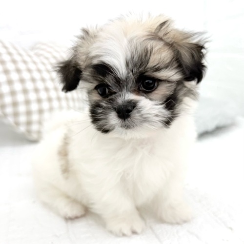 愛知県のペキマル/マルペキ(ペキニーズ×マルチーズ) (犬の家＆猫の里豊川インター店/2025年12月28日生まれ/男の子/パーティーカラー)の子犬の4枚目の画像