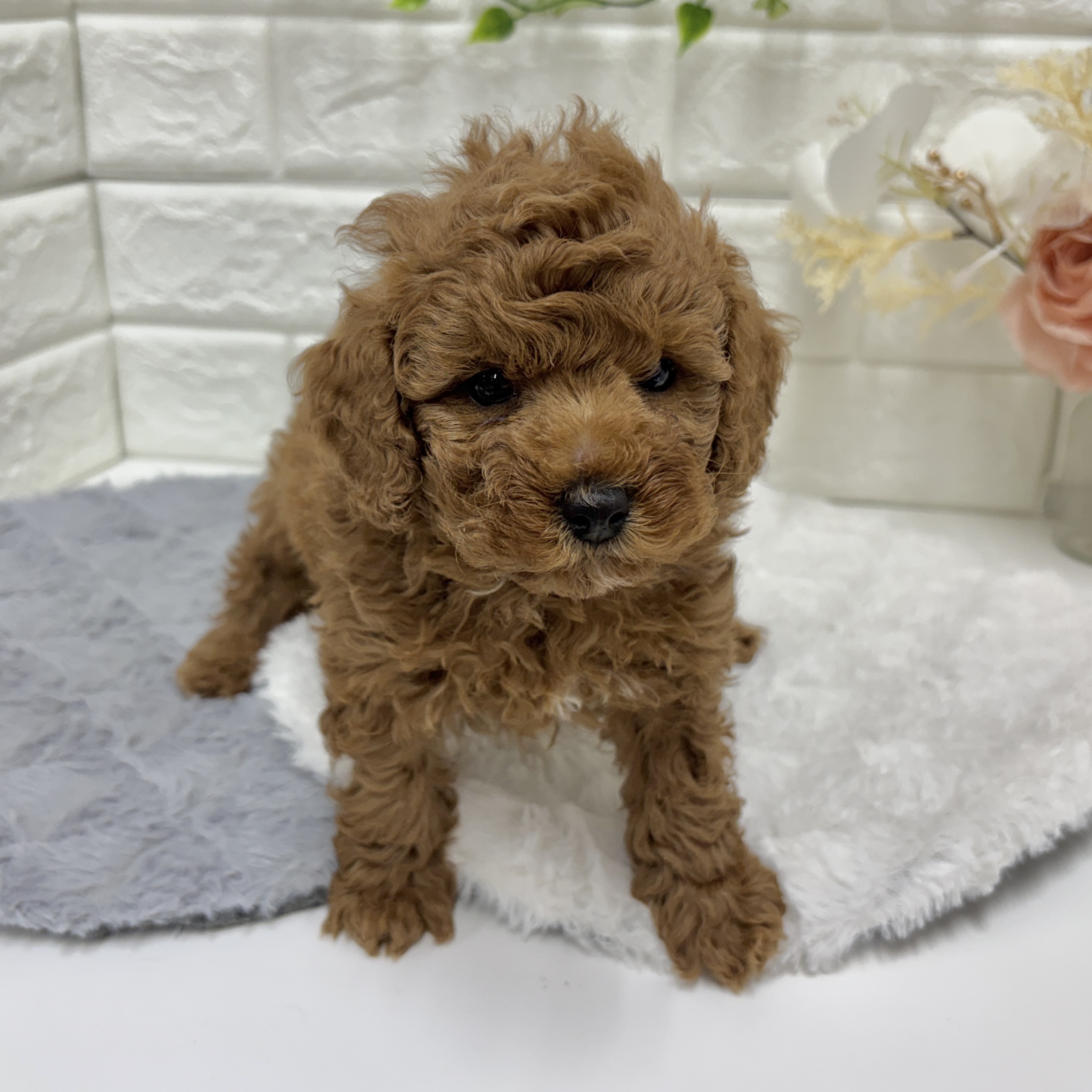 神奈川県のトイプードル(トイ) (犬の家＆猫の里相模原店/2025年12月30日生まれ/男の子/アプリコット)の子犬の4枚目の画像