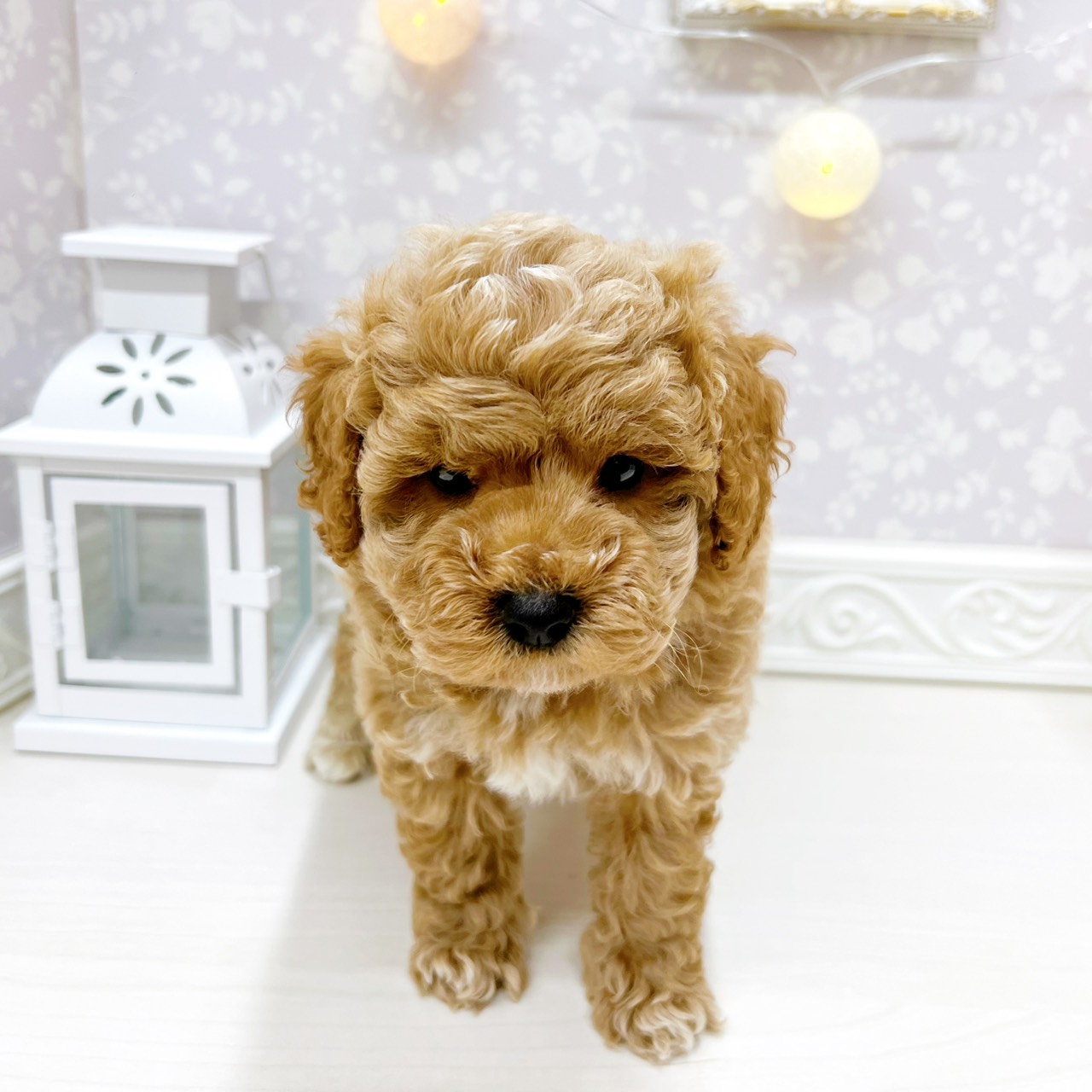 富山県のトイプードル(トイ) (犬の家＆猫の里アミーゴ山室店/2025年12月30日生まれ/男の子/クリーム)の子犬の4枚目の画像