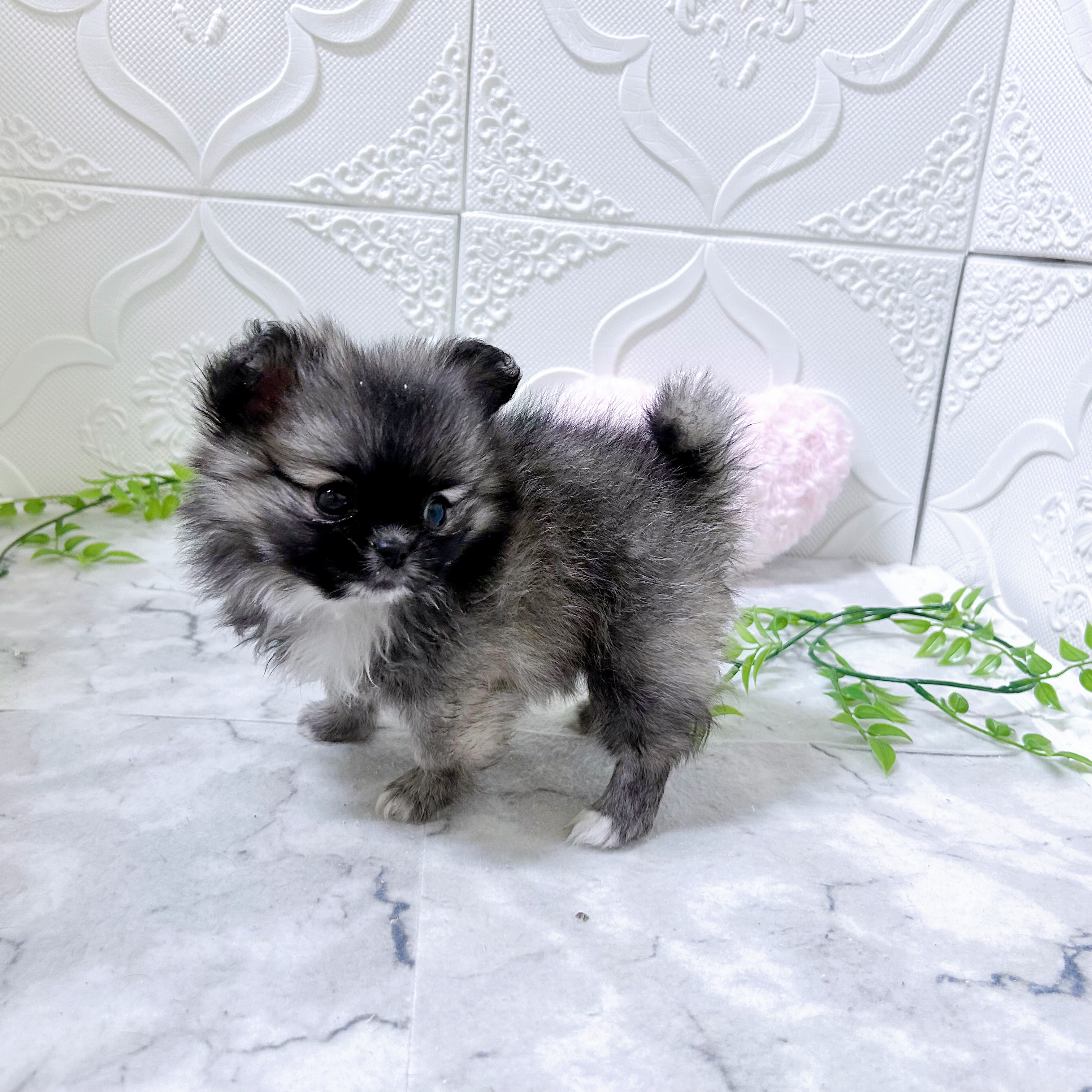 愛知県のペキポメ/ポメペキ(ペキニーズ×ポメラニアン) (犬の家＆猫の里岡崎店/2025年12月30日生まれ/女の子/フォーン)の子犬の4枚目の画像