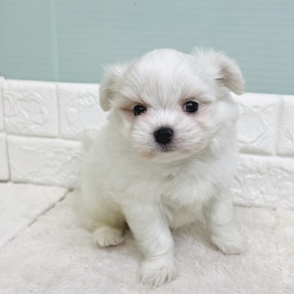 静岡県のチワマル/マルチワ(チワワ×マルチーズ) (犬の家＆猫の里マークイズ静岡店/2025年12月30日生まれ/男の子/クリーム)の子犬の4枚目の画像