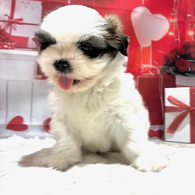 福岡県のシーズー (犬の家＆猫の里トリアス久山店/2025年12月30日生まれ/男の子/ホワイトゴールド)の子犬の4枚目の画像