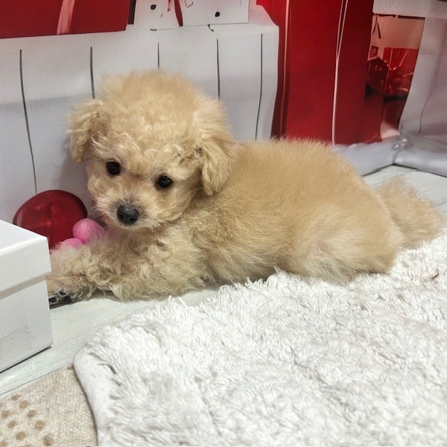 福岡県のトイプードル(ティーカップ) (犬の家＆猫の里トリアス久山店/2025年12月30日生まれ/男の子/シャンパン)の子犬の4枚目の画像