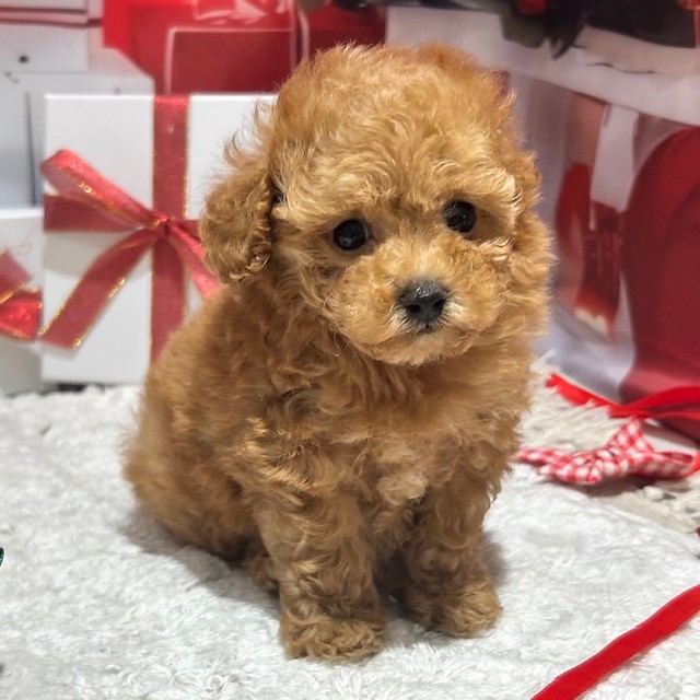 福岡県のトイプードル(トイ) (犬の家＆猫の里トリアス久山店/2025年12月30日生まれ/女の子/アプリコット)の子犬の4枚目の画像