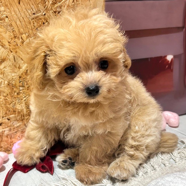 福岡県のマルプー(マルチーズ×プードル) (犬の家＆猫の里トリアス久山店/2025年12月30日生まれ/女の子/アプリコット)の子犬の4枚目の画像