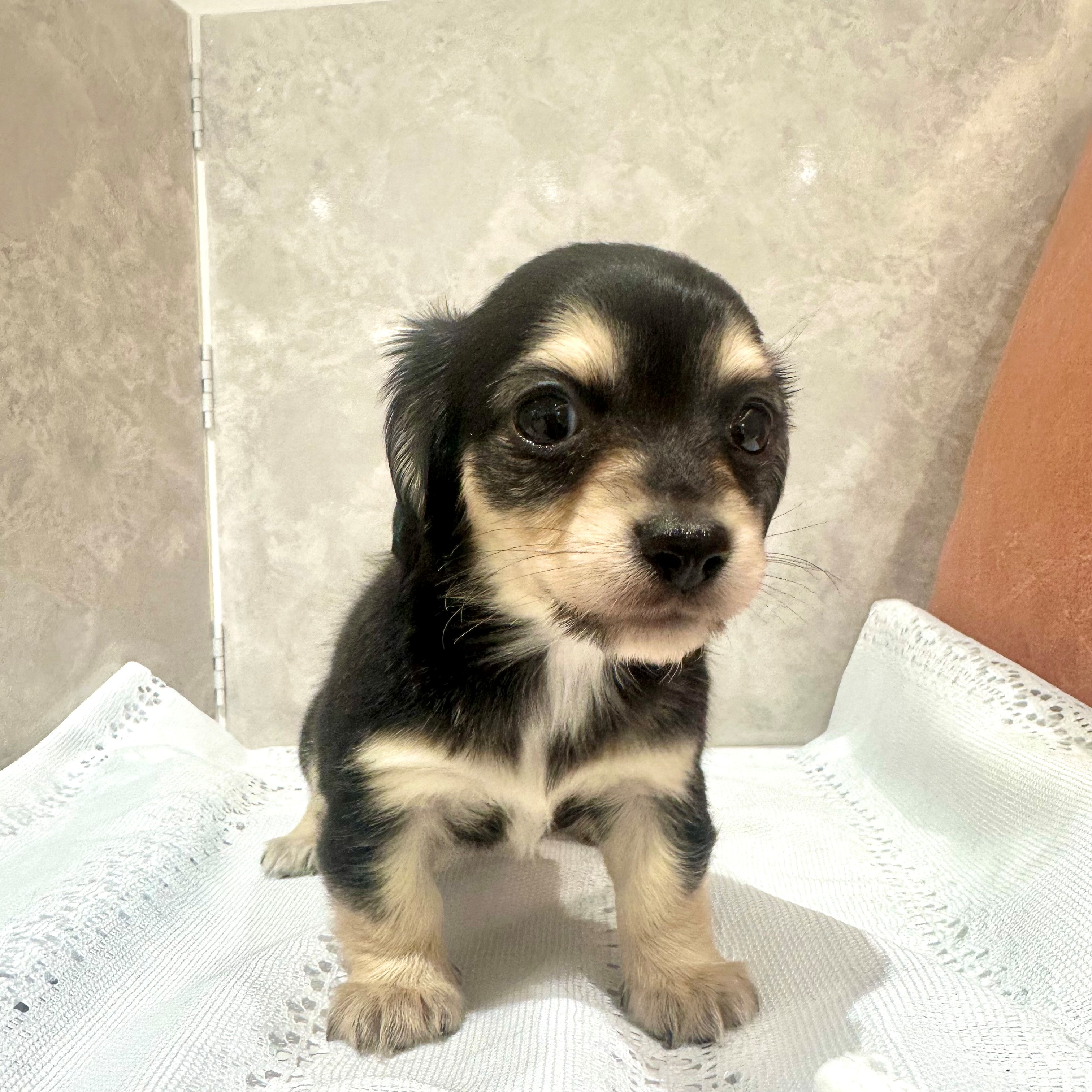 福岡県のチワックス(チワワ×ダックス) (犬の家＆猫の里くりえいと宗像店/2025年12月30日生まれ/女の子/ブラックイエロー)の子犬の4枚目の画像