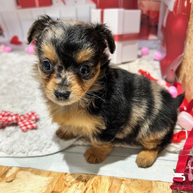 福岡県のチワックス(チワワ×ダックス) (犬の家＆猫の里トリアス久山店/2025年12月29日生まれ/女の子/シルバーダップル)の子犬の4枚目の画像