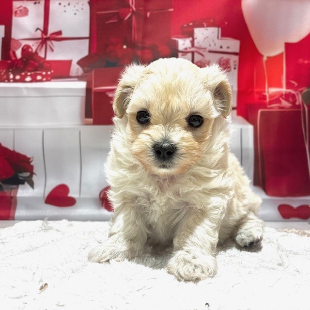 福岡県のポメプー(ポメラニアン×プードル) (犬の家＆猫の里トリアス久山店/2025年12月27日生まれ/女の子/クリーム)の子犬の4枚目の画像