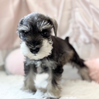 兵庫県のミニチュアシュナウザー (犬の家＆猫の里カナート西神戸店/2025年12月23日生まれ/男の子/ソルトペッパー)の子犬の4枚目の画像