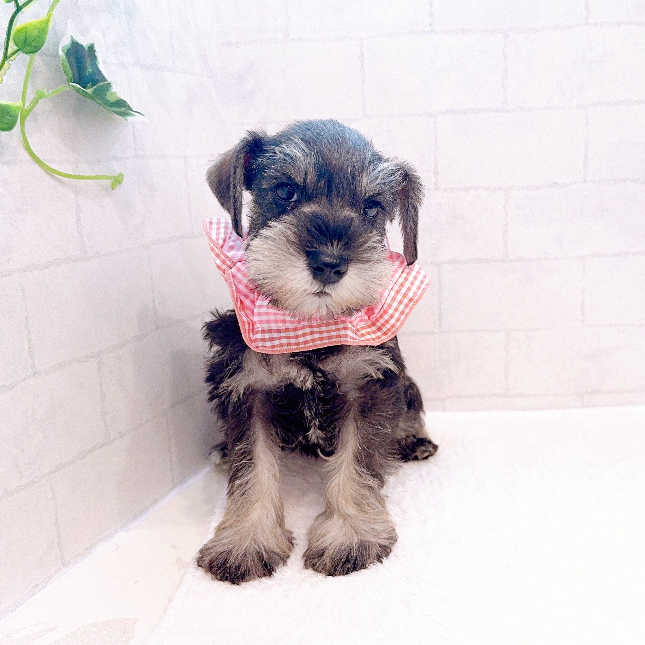 石川県のミニチュアシュナウザー (犬の家＆猫の里金沢店/2025年12月23日生まれ/女の子/ソルトペッパー)の子犬の4枚目の画像