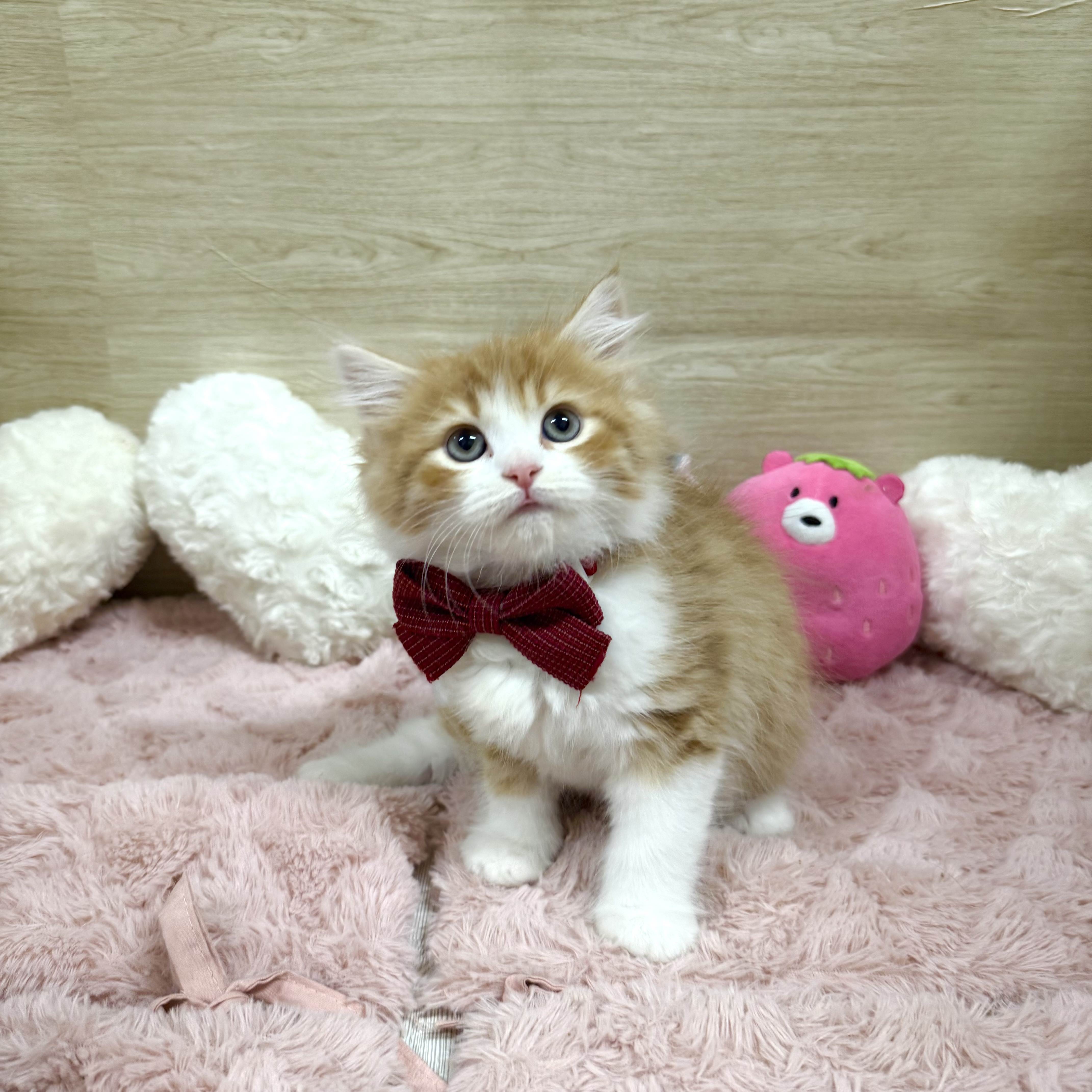 大阪府のサイベリアン (犬の家＆猫の里そよら東岸和田店/2025年12月29日生まれ/男の子/レッドタビーホワイト)の子猫の4枚目の画像