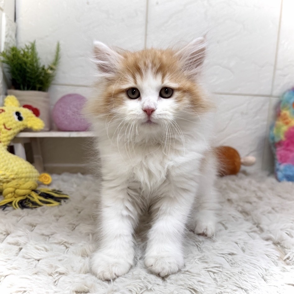 兵庫県のサイベリアン (犬の家＆猫の里ゆめタウン姫路店/2025年12月29日生まれ/男の子/レッドタビーホワイト)の子猫の4枚目の画像