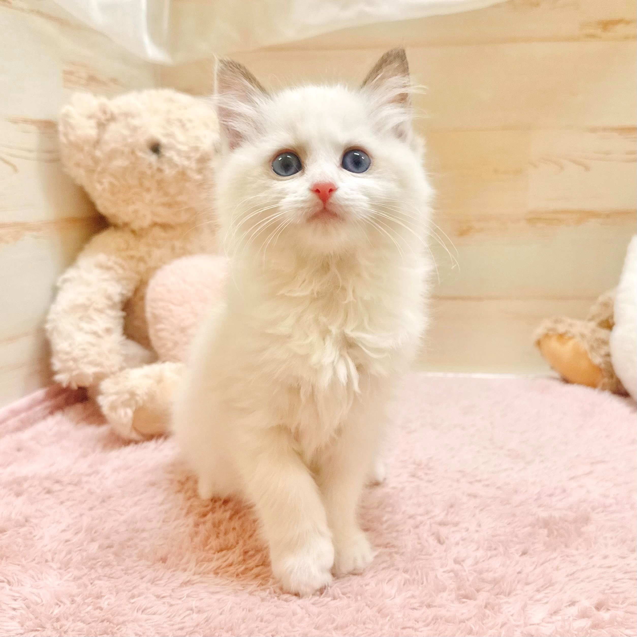 兵庫県のラグドール (犬の家＆猫の里神戸店/2025年12月28日生まれ/女の子/シールポイントバイカラー)の子猫の4枚目の画像