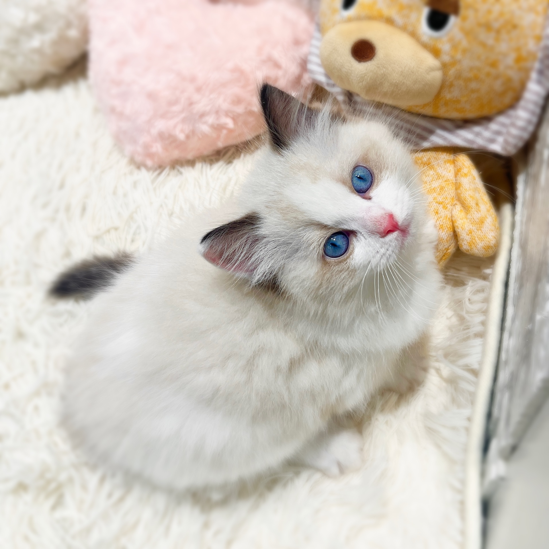 愛知県のラグドール (犬の家＆猫の里MiO香久山店/2025年12月28日生まれ/女の子/シールポイントバイカラー)の子猫の4枚目の画像