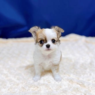 愛知県のチワワ(ロング) (犬の家＆猫の里一宮店/2025年12月30日生まれ/男の子/フォーンホワイト)の子犬の4枚目の画像