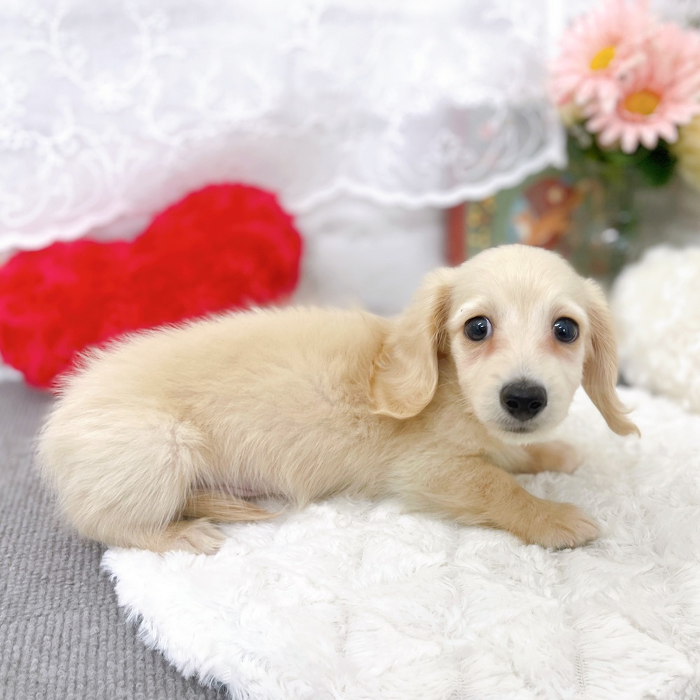 京都府のカニンヘンダックスフンド(ロング) (犬の家＆猫の里京都樟葉店/2025年12月30日生まれ/男の子/イエロー)の子犬の4枚目の画像