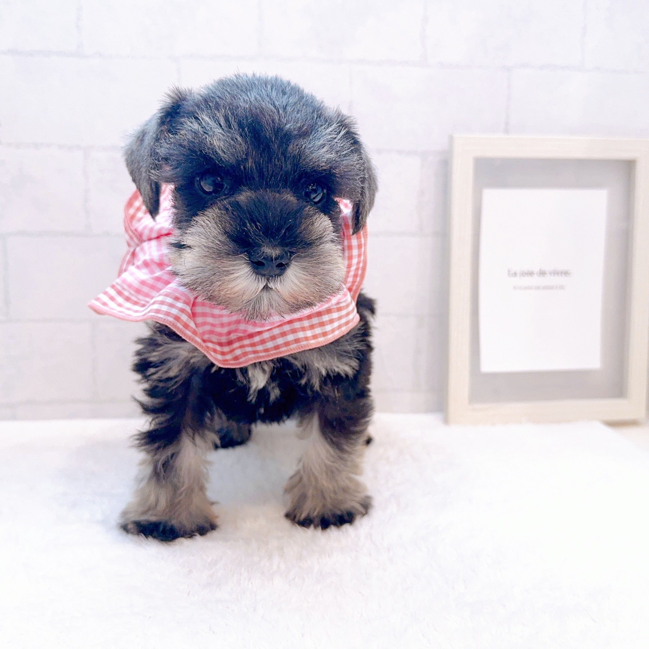 石川県のミニチュアシュナウザー (犬の家＆猫の里金沢店/2025年12月23日生まれ/女の子/ソルトペッパー)の子犬の4枚目の画像