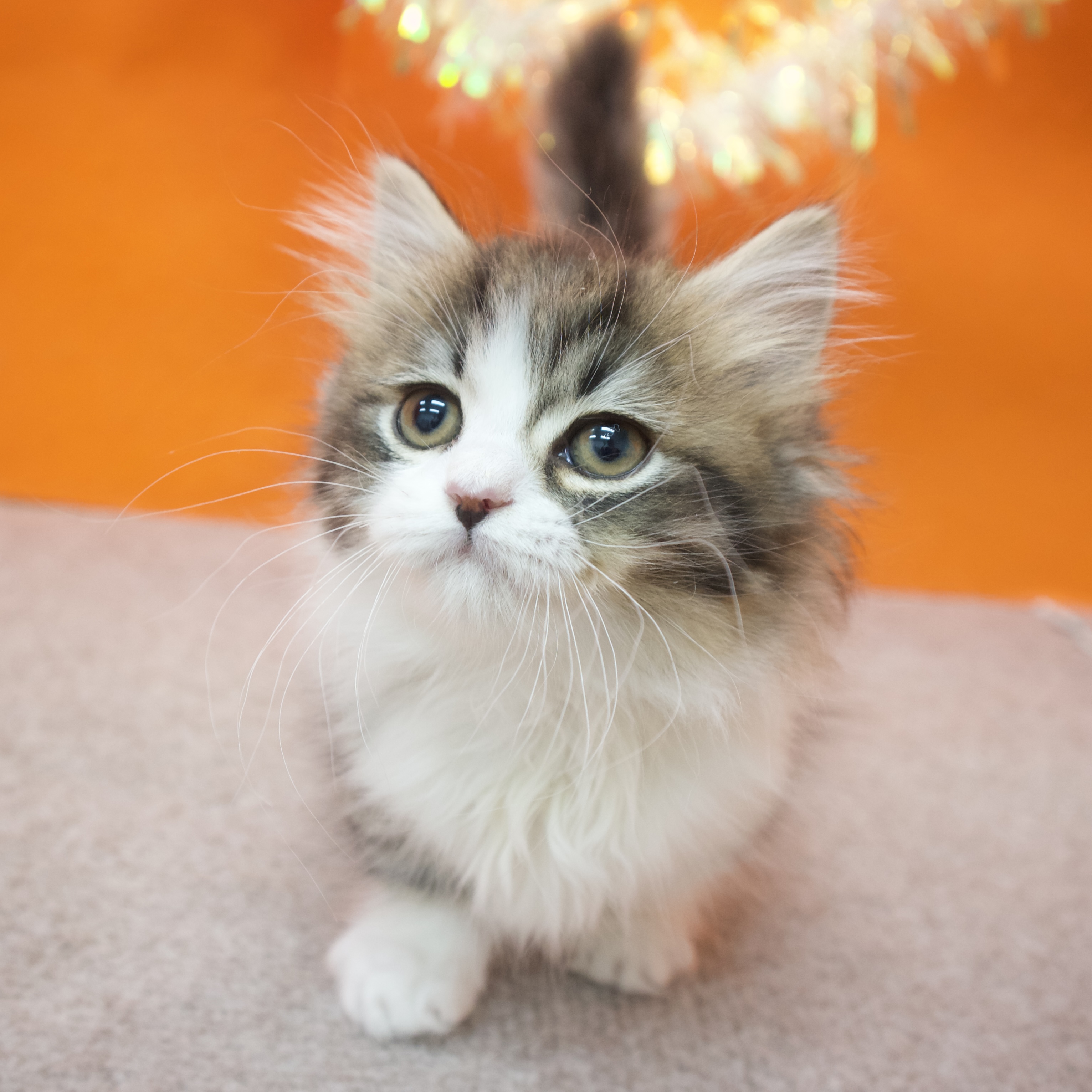 大阪府のミヌエット (犬の家＆猫の里吹田店/2025年12月18日生まれ/男の子/ブラウンタビーホワイト)の子猫の4枚目の画像