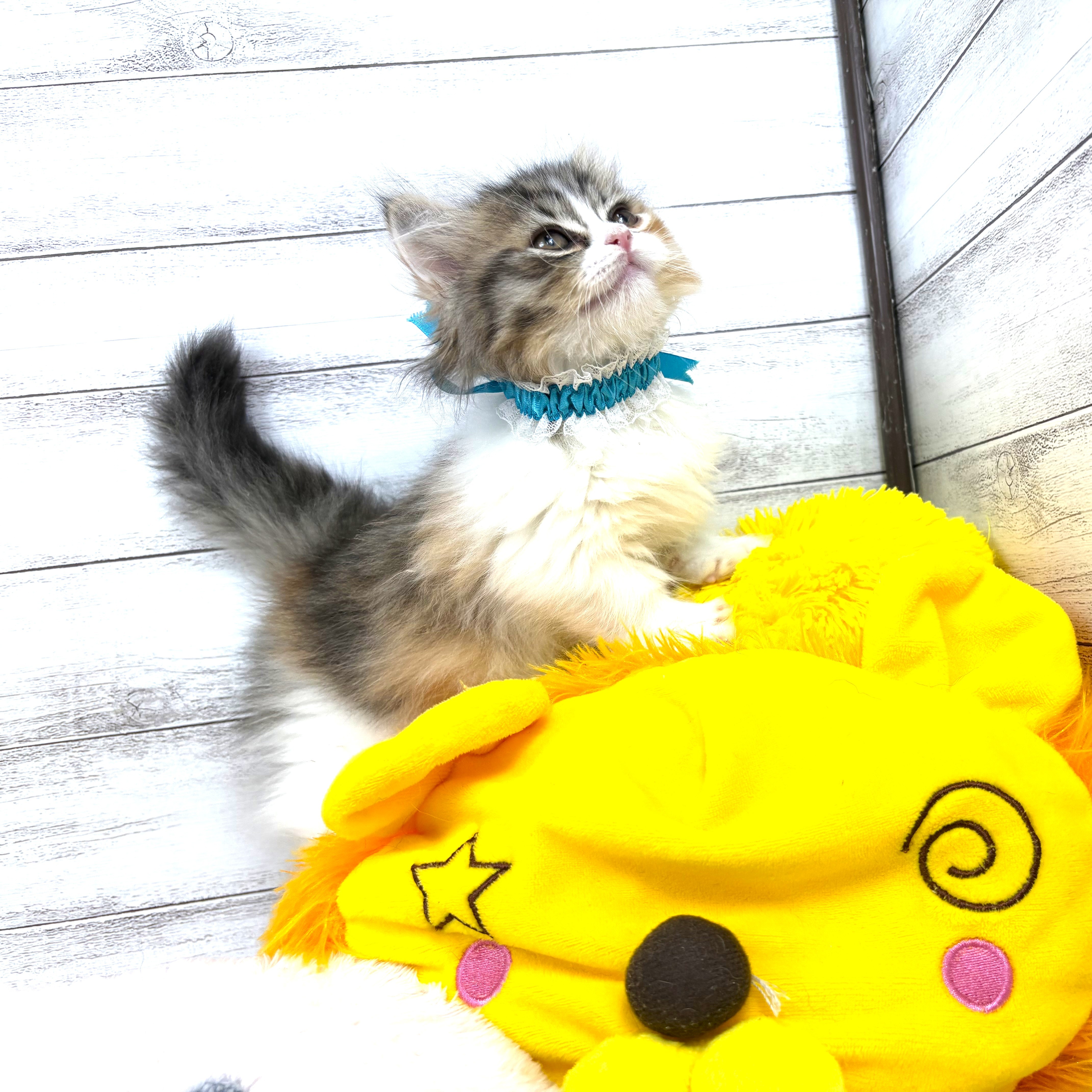 ミヌエット(ブラウンパッチドタビーホワイト)の子猫を価格や特徴で探す