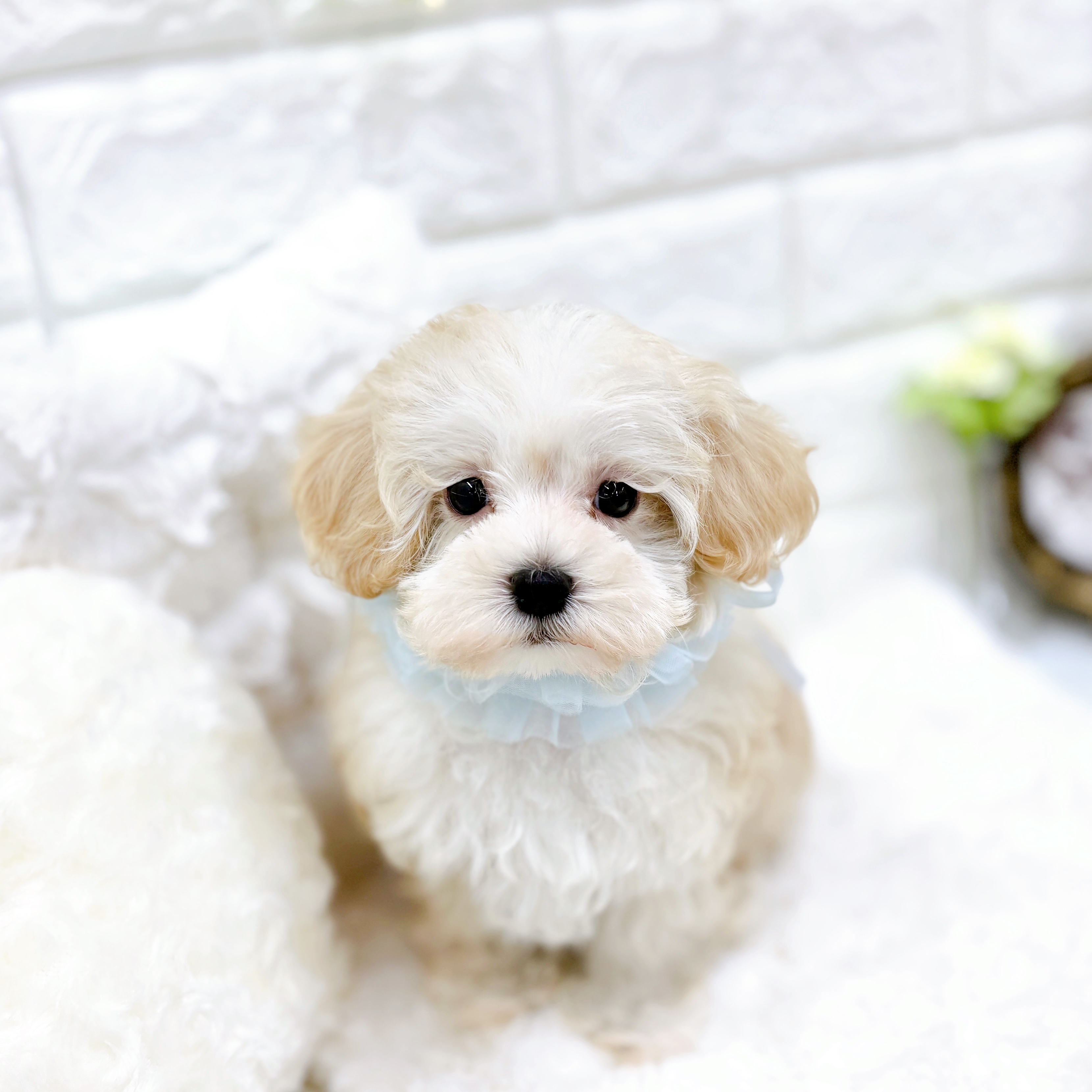 福井県のマルプー(マルチーズ×プードル) (犬の家＆猫の里アミーゴ福井店/2025年12月29日生まれ/男の子/クリーム)の子犬の4枚目の画像