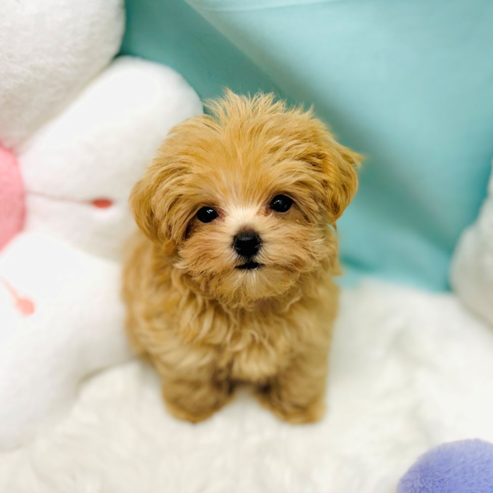 愛知県のマルプー(マルチーズ×プードル) (犬の家＆猫の里愛知刈谷店/2025年12月20日生まれ/男の子/アプリコット)の子犬の4枚目の画像