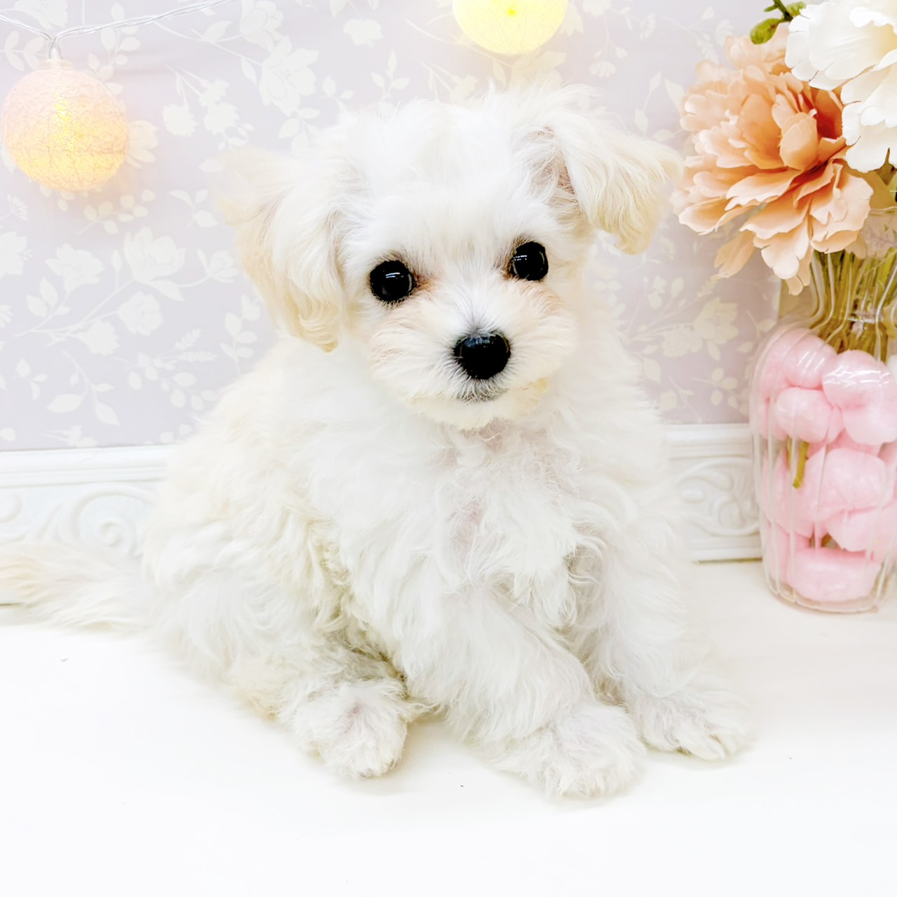 富山県のマルプー(マルチーズ×プードル) (犬の家＆猫の里富山店/2025年12月29日生まれ/女の子/クリームホワイト)の子犬の4枚目の画像