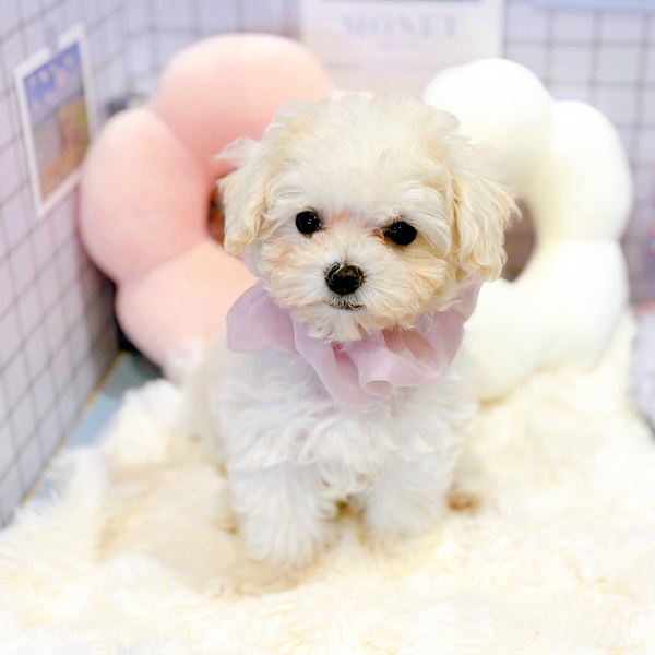 福井県のマルプー(マルチーズ×プードル) (犬の家＆猫の里福井店/2025年12月29日生まれ/女の子/クリームホワイト)の子犬の4枚目の画像