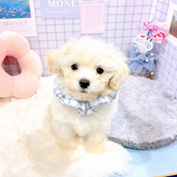 福井県のマルプー(マルチーズ×プードル) (犬の家＆猫の里福井店/2025年12月29日生まれ/男の子/クリームホワイト)の子犬の4枚目の画像