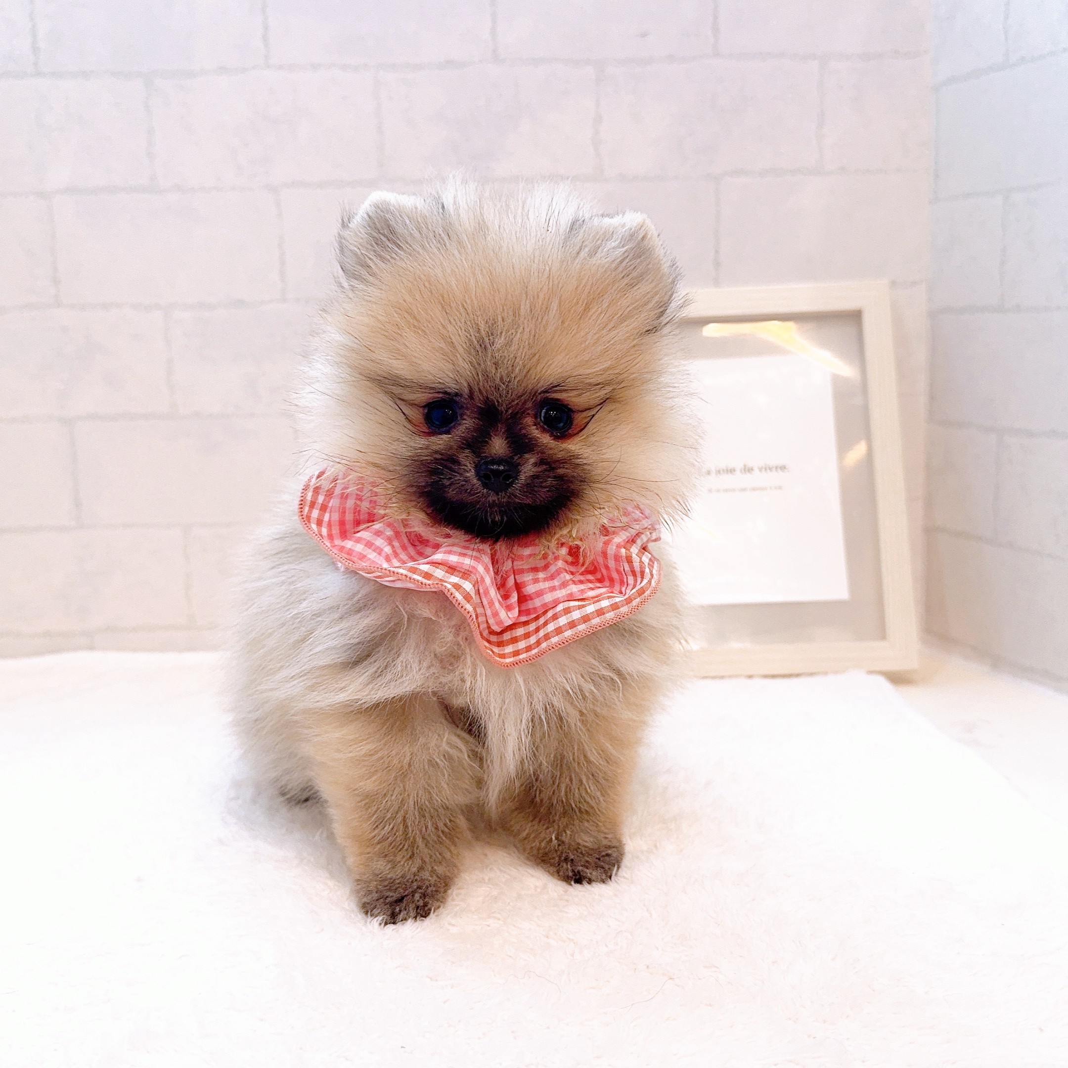 石川県のポメラニアン (犬の家＆猫の里金沢店/2025年12月30日生まれ/女の子/ウルフセーブル)の子犬の4枚目の画像