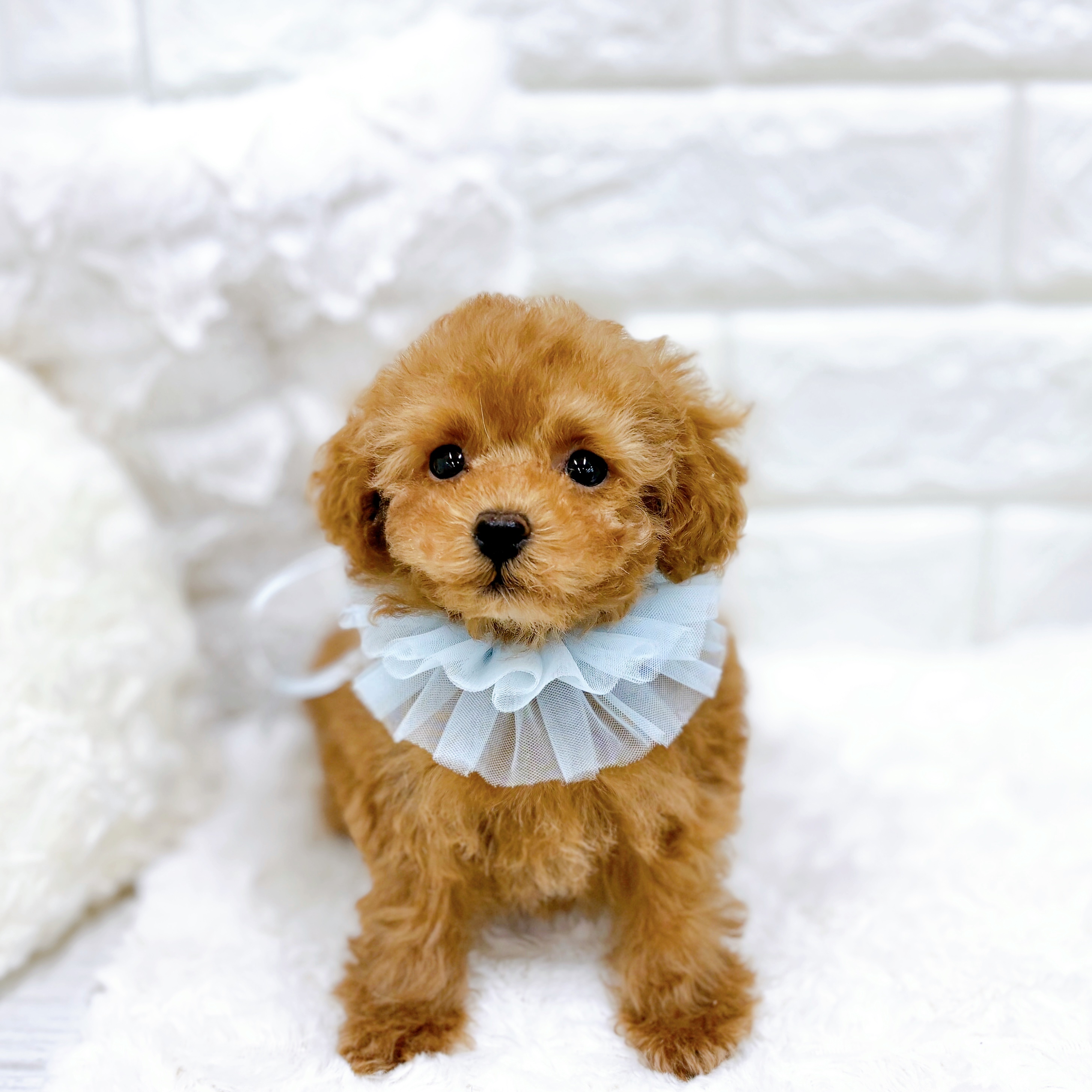 福井県のトイプードル(トイ) (犬の家＆猫の里アミーゴ福井店/2025年12月31日生まれ/男の子/レッドフォーン)の子犬の4枚目の画像