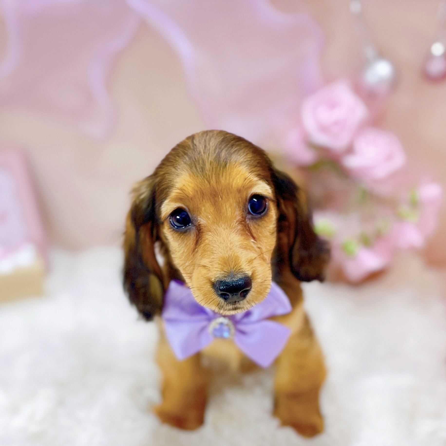 福井県のカニンヘンダックスフンド(ロング) (犬の家＆猫の里アミーゴ福井大和田店/2025年12月31日生まれ/女の子/レッド)の子犬の4枚目の画像