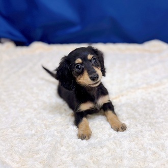 愛知県のカニンヘンダックスフンド(ロング) (犬の家＆猫の里一宮店/2025年12月31日生まれ/女の子/ブラックイエロー)の子犬の4枚目の画像