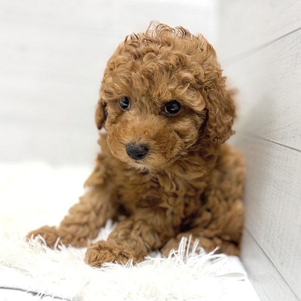 愛知県のトイプードル(トイ) (犬の家＆猫の里豊田店/2025年12月31日生まれ/女の子/レッドフォーン)の子犬の4枚目の画像