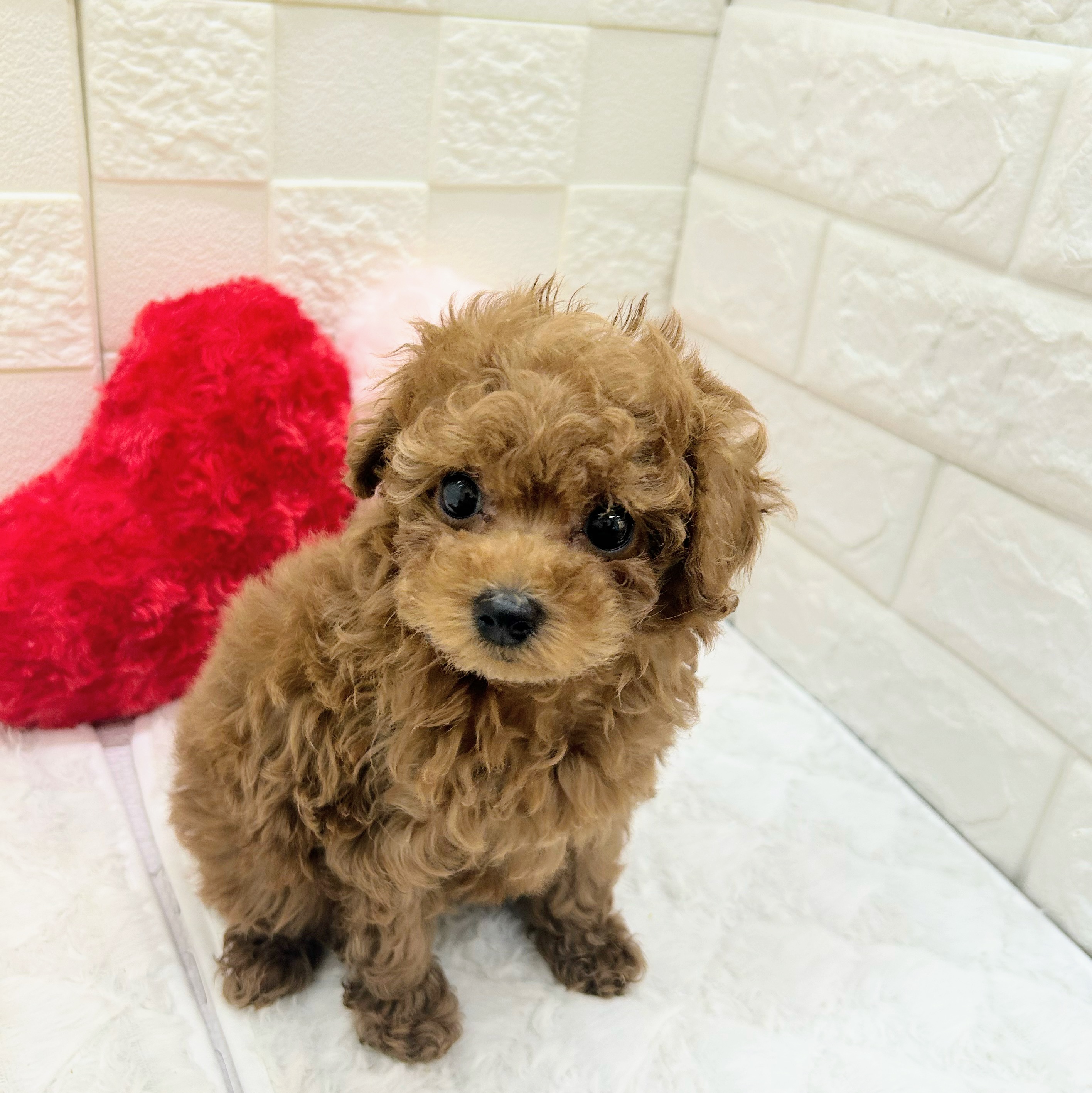 愛知県のトイプードル(トイ) (犬の家＆猫の里アミーゴ神の倉店/2025年12月31日生まれ/女の子/レッドフォーン)の子犬の4枚目の画像