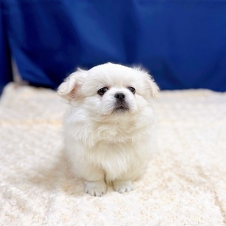 愛知県のチワペキ/ペキチー/ペキチワ(チワワ×ペキニーズ) (犬の家＆猫の里一宮店/2025年12月31日生まれ/男の子/クリーム)の子犬の4枚目の画像
