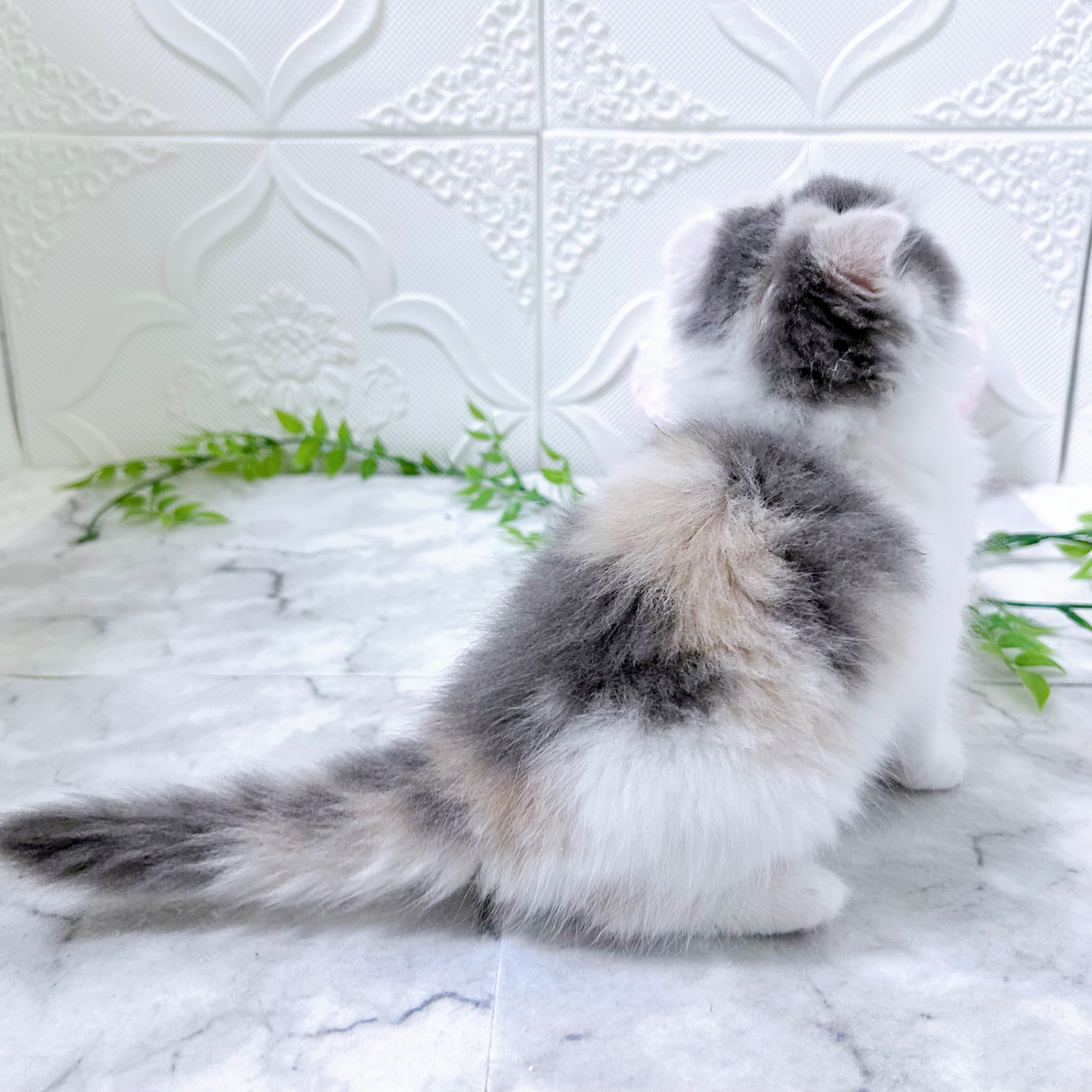 愛知県のスコティッシュフォールド (犬の家＆猫の里岡崎店/2025年12月30日生まれ/女の子/ブルーパッチドタビーホワイト)の子猫の4枚目の画像