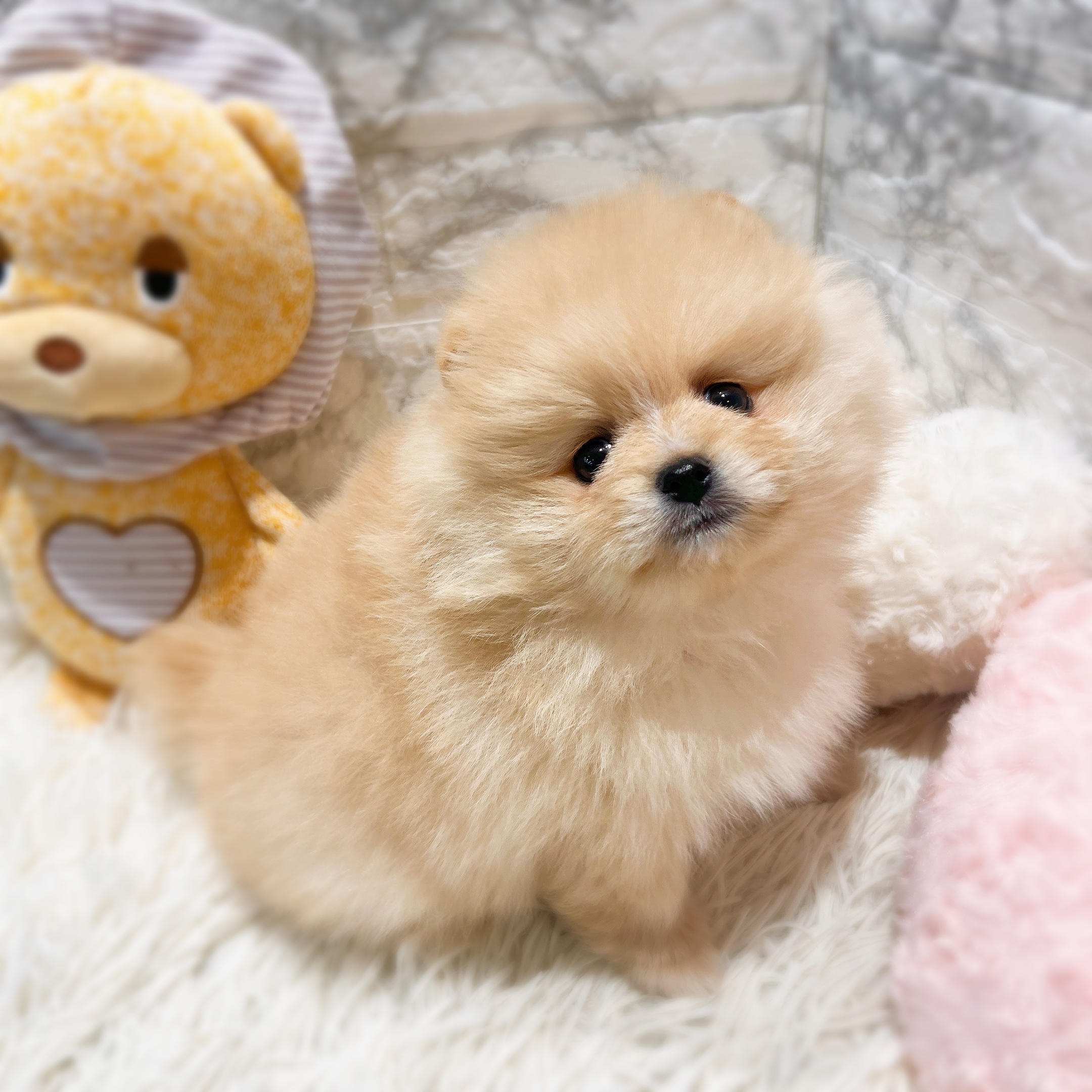 愛知県のポメラニアン (犬の家＆猫の里MiO香久山店/2025年12月29日生まれ/女の子/クリーム)の子犬の4枚目の画像