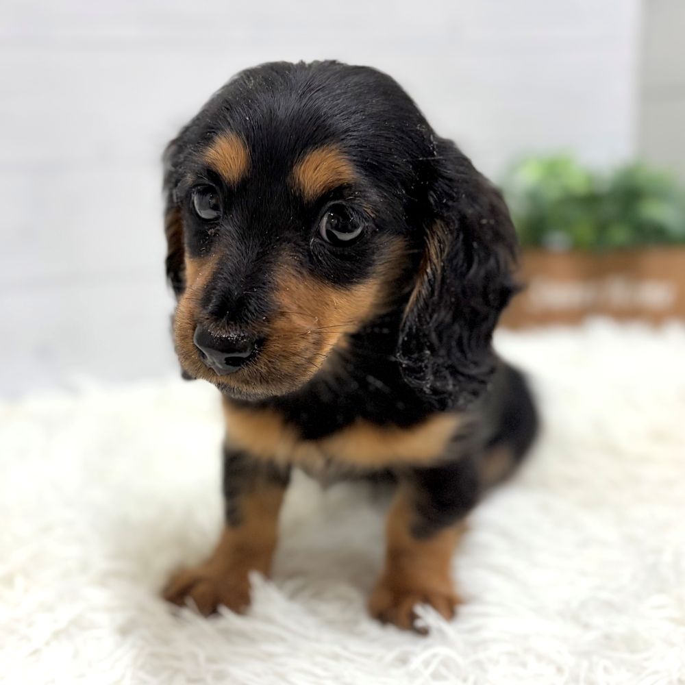 愛知県のミニチュアダックスフンド(ロング) (犬の家＆猫の里豊田店/2025年12月31日生まれ/女の子/ブラックタン)の子犬の4枚目の画像