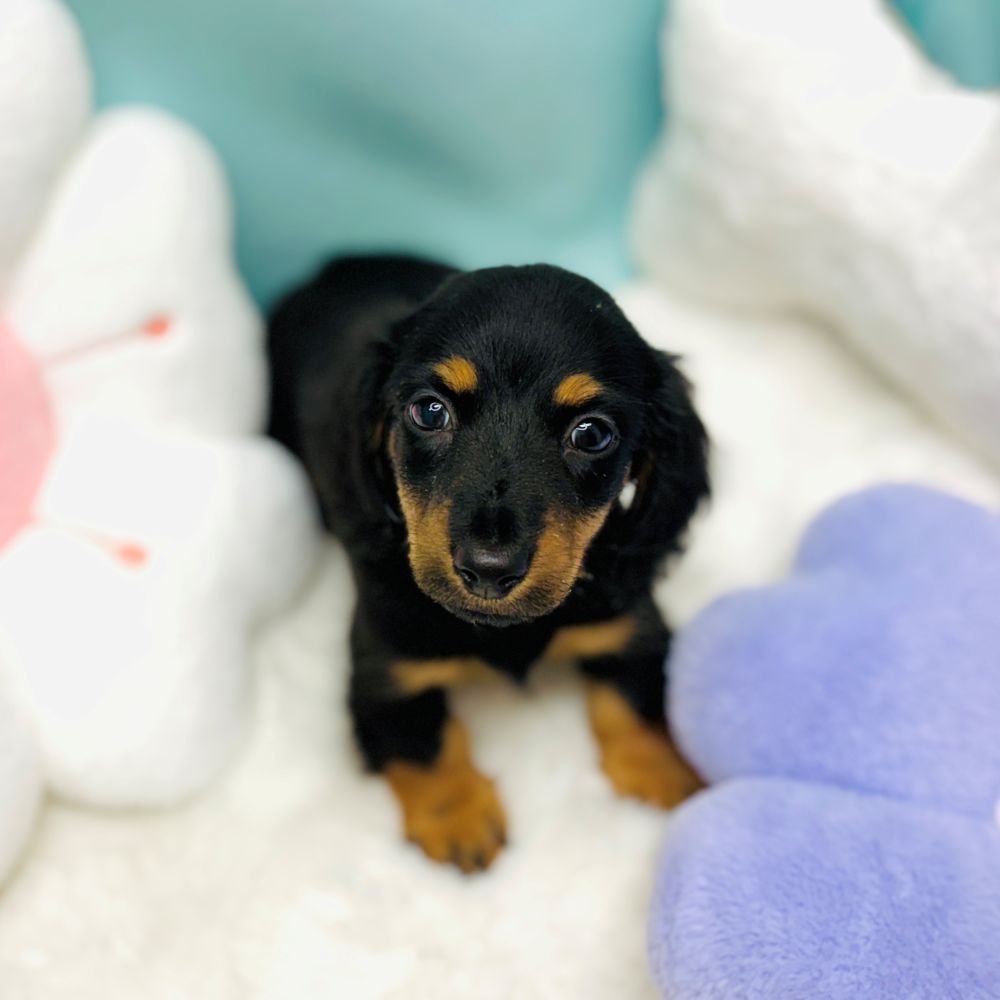 愛知県のミニチュアダックスフンド(ロング) (犬の家＆猫の里愛知刈谷店/2025年12月31日生まれ/男の子/ブラックタン)の子犬の4枚目の画像