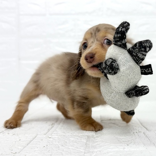 愛知県のミニチュアダックスフンド(ロング) (犬の家＆猫の里豊川インター店/2025年12月31日生まれ/女の子/チョコレートダップル)の子犬の4枚目の画像