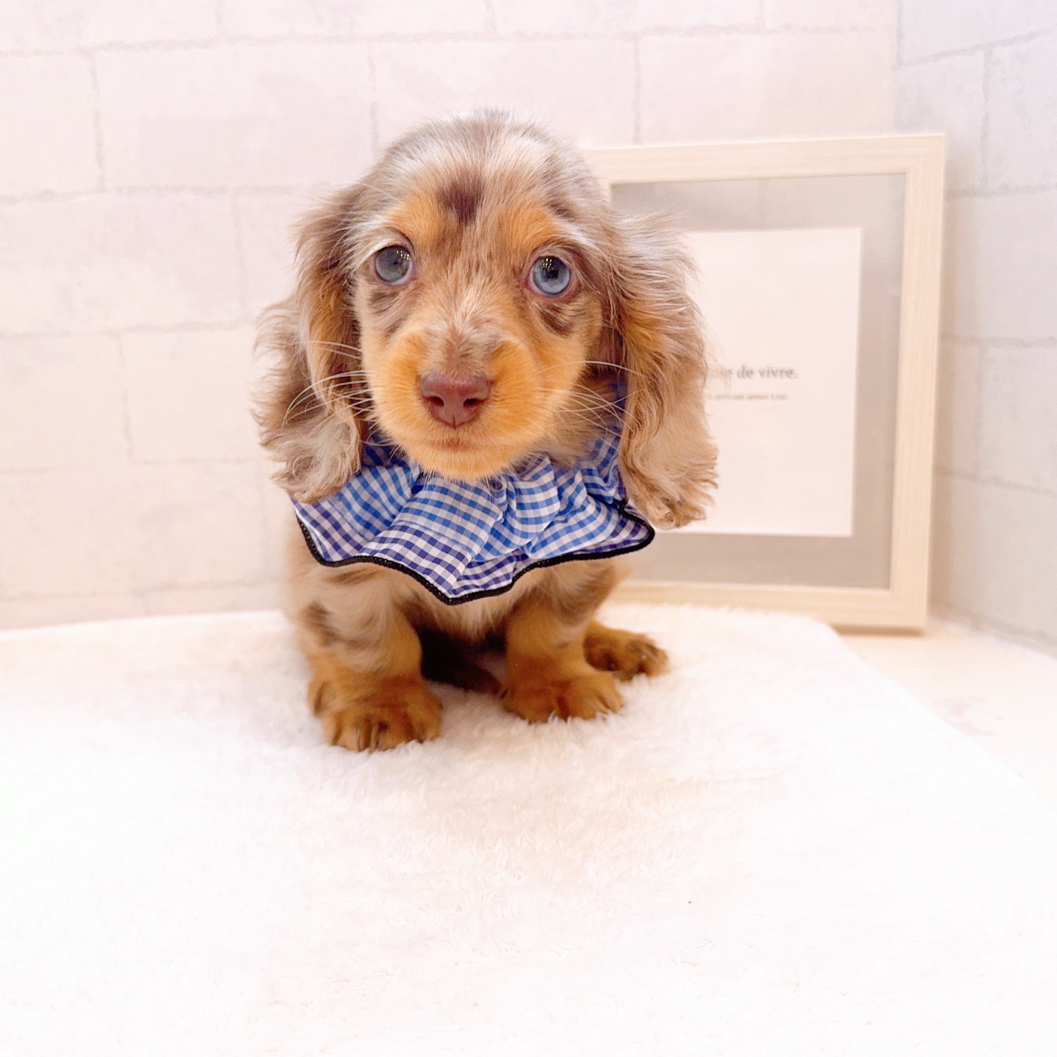 石川県のミニチュアダックスフンド(ロング) (犬の家＆猫の里金沢店/2025年12月31日生まれ/男の子/チョコレートダップル)の子犬の4枚目の画像