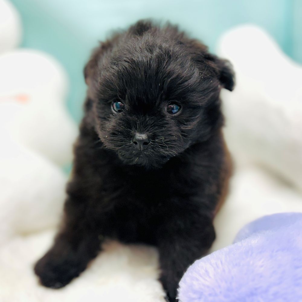 愛知県のポメプー(ポメラニアン×プードル) (犬の家＆猫の里愛知刈谷店/2025年12月30日生まれ/男の子/ブラック)の子犬の4枚目の画像