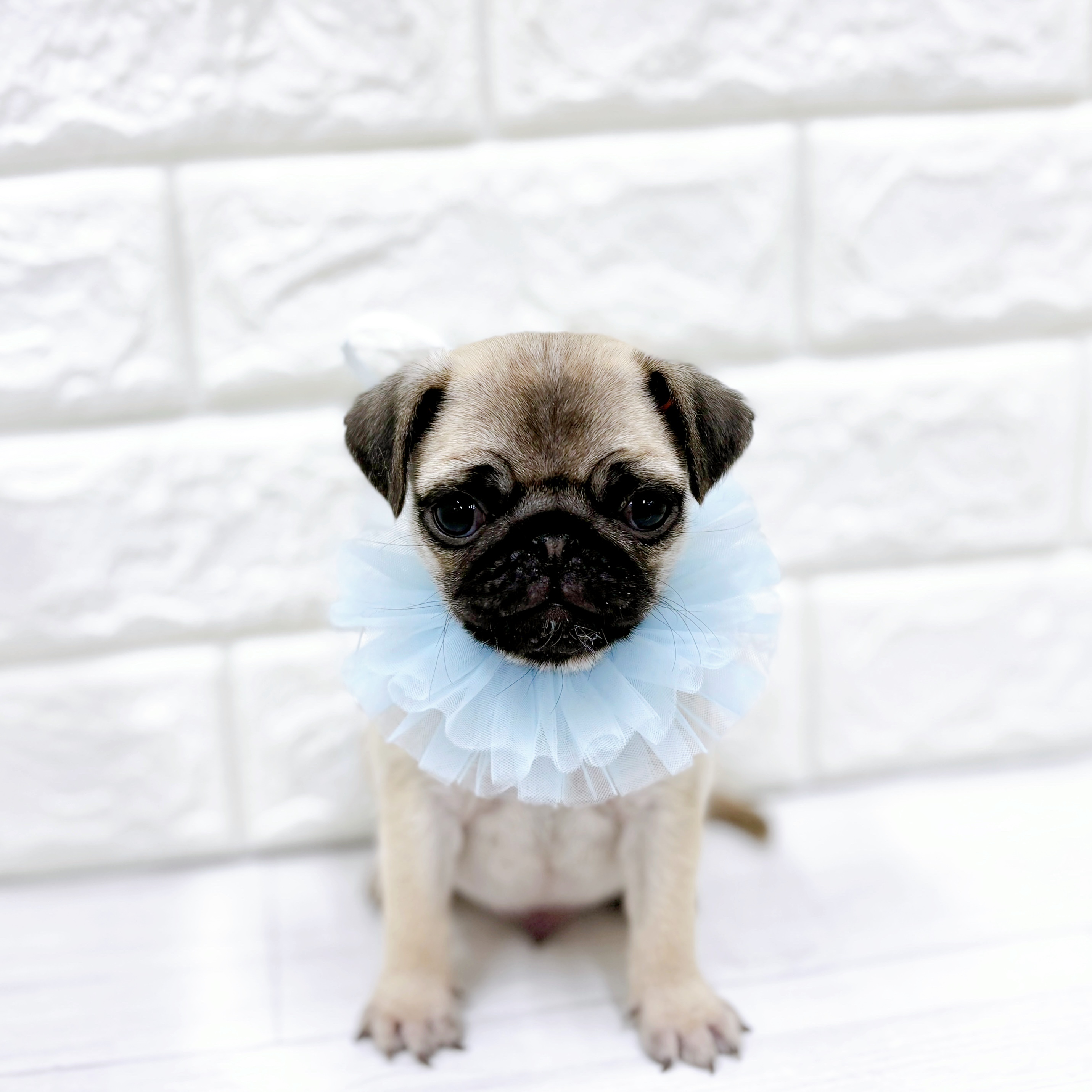 福井県のパグ (犬の家＆猫の里アミーゴ福井店/2025年12月29日生まれ/男の子/フォーン)の子犬の4枚目の画像