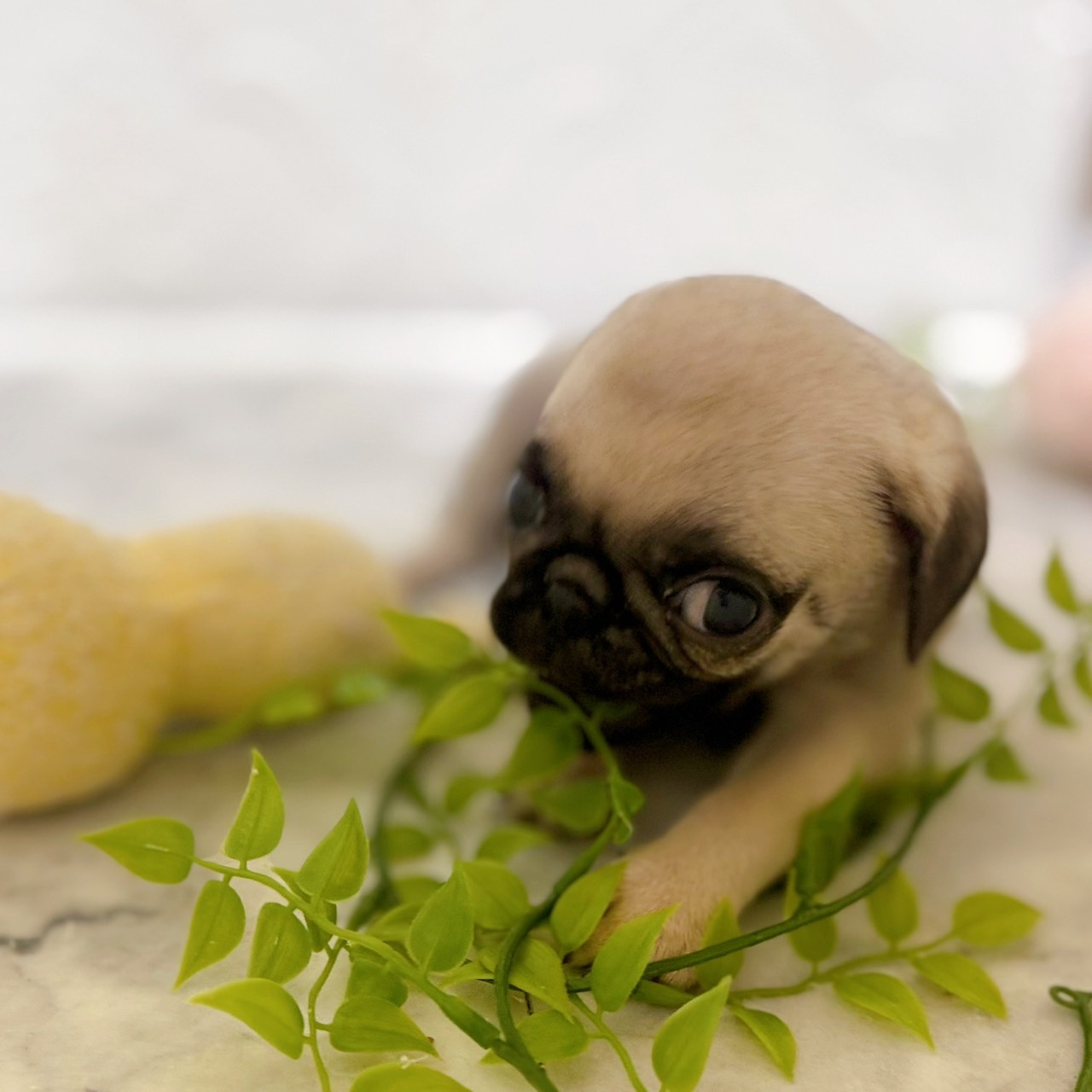 愛知県のパグ (犬の家＆猫の里岡崎店/2025年12月31日生まれ/男の子/フォーン)の子犬の4枚目の画像