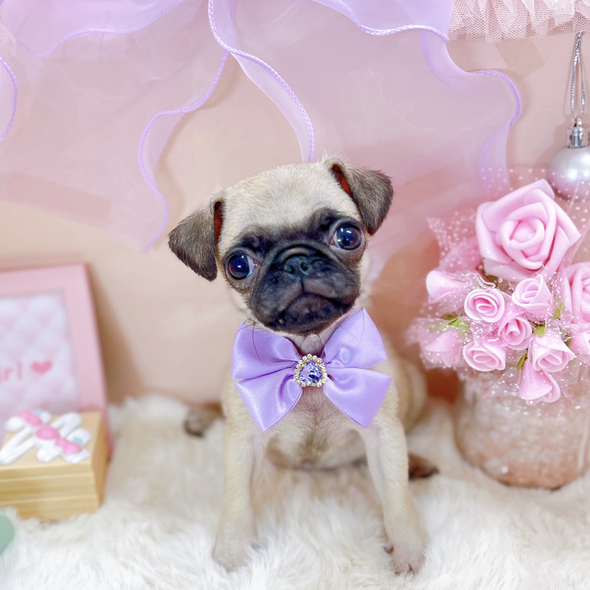 福井県のパグ (犬の家＆猫の里アミーゴ福井大和田店/2025年12月31日生まれ/女の子/フォーン)の子犬の4枚目の画像